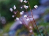 Red-Stemmed Saxifrage